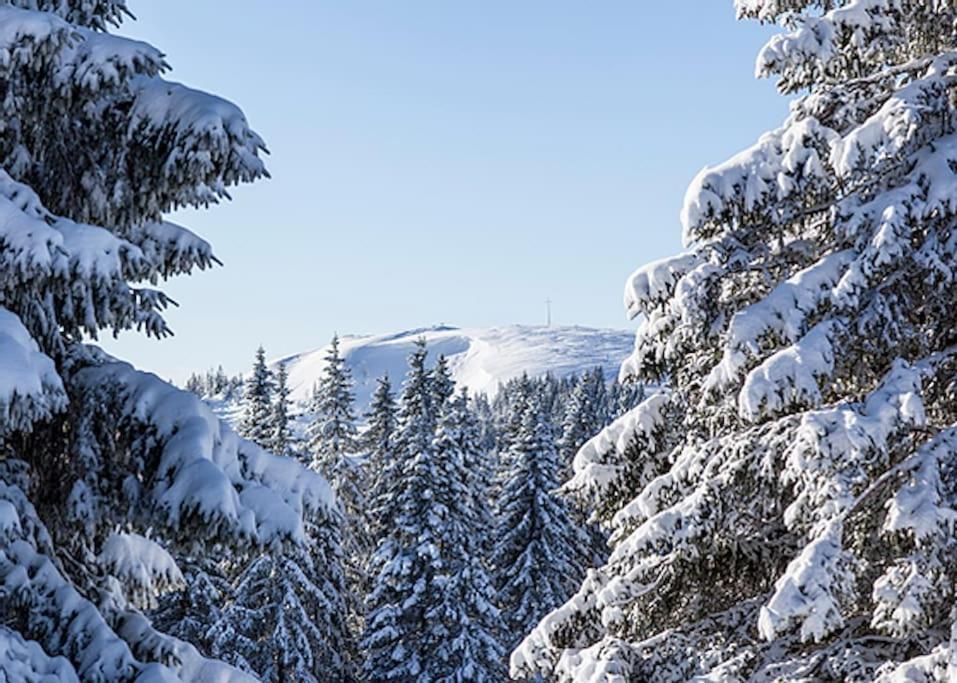Ferienwohnung Lotti + Hochschwarzwald Card Titisee-Neustadt Buitenkant foto